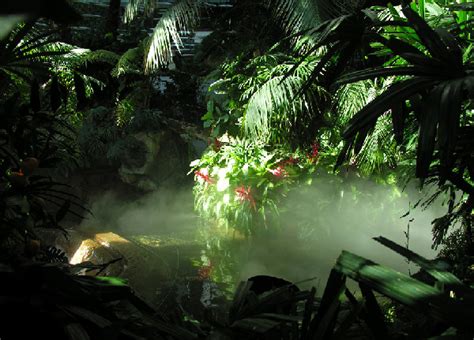 热带雨林-生命的绿洲 或仅剩“简版”