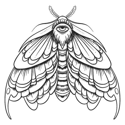 Eyed hawkmoth illustration drawing engraving ink line art vector ...