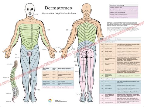 Dermatomes Netter