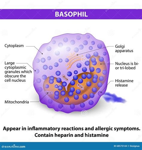 Lymphocytes Produce Histamine And Heparin at Charles York blog