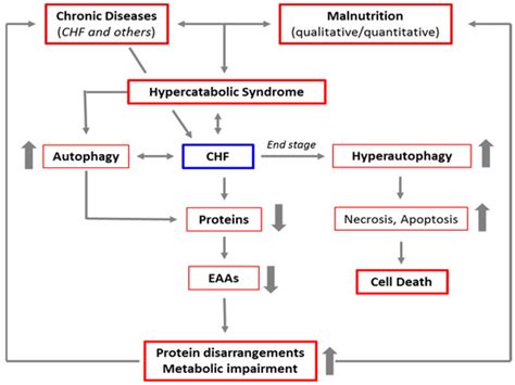 IJMS | Special Issue : Musculoskeletal Aging and Sarcopenia in the Elderly