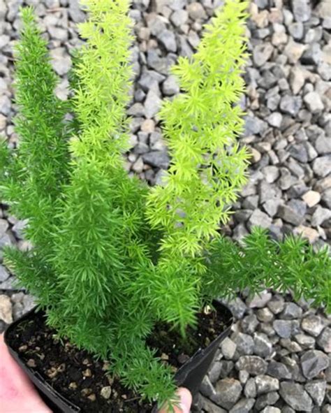 Asparagus Meyeri (Foxtail Fern) Plant Online in Delhi at Best Price