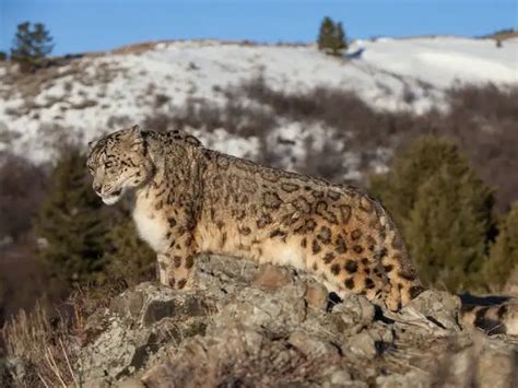 The road ahead - China aims to build its own Yellowstone on Tibetan ...