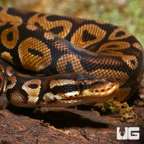 Image result for Red Ball Python