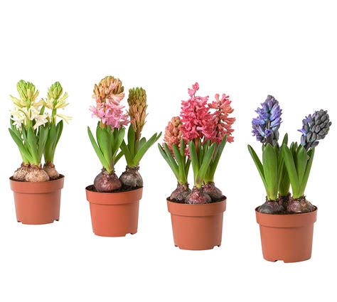 Hiacynt 3 cebule 20 x 11 cm mix - Bricomarche.pl