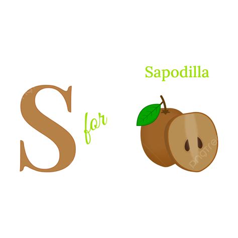 English Alphabet S For Sapodilla Vector Illustration, English Alphabet ...