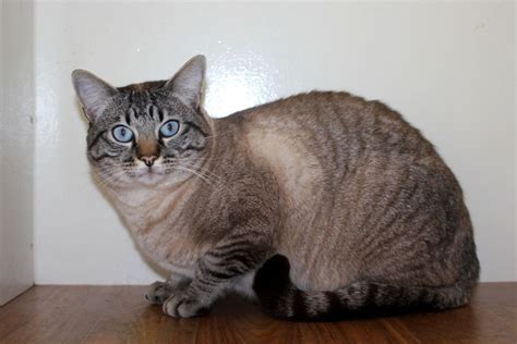 11 Stunning Snowshoe Cat Colors And Coat Patterns You’ll Fall In Love ...