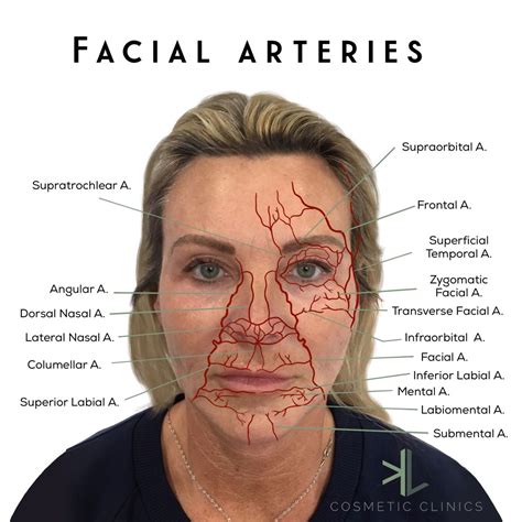 Facial arteries | Facial anatomy, Facial aesthetics, Cosmetic clinic