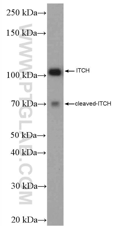 ITCH antibody (20920-1-AP) | Proteintech