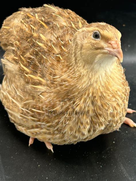 Jumbo Pansy Coturnix Quail Eggs for Hatching — Thieving Otter Farm