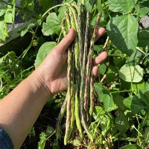 Buy Yard Long Beans Thai Soldier Seeds – Heirloom, Striped, High Yield