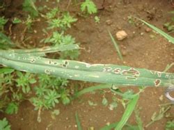 TNAU Agritech Portal :: Crop Protection