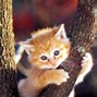 Image result for Show Me a Picture of Cute Cats
