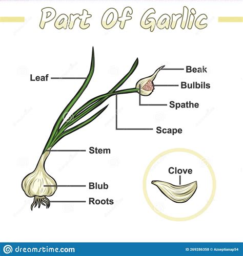 Garlic Plant Growing - Infographic Elements Isolated On White ...