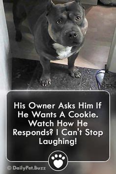 Image result for Dogs Making Humans Laugh