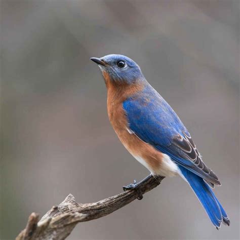 Songbirds: 6 Stunning Species You’ll Love and inspire