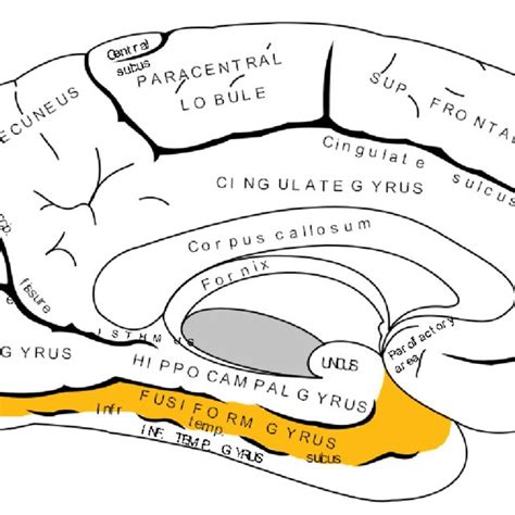 Normal Human Brain 的图像结果