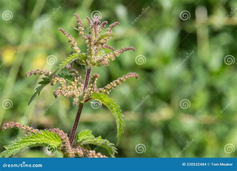 Stinging Nettle Urtica Dioica Plant Stock Photo - Image of stinging ...