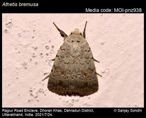 bremusa | Moths
