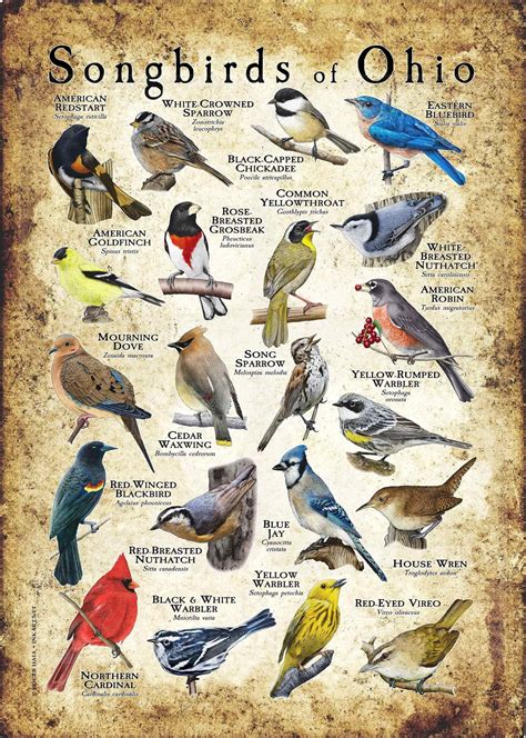 Song Birds Types