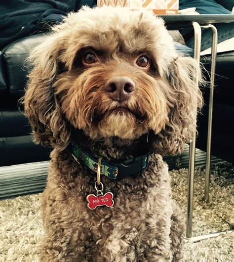 Image result for Chocolate Cockapoo