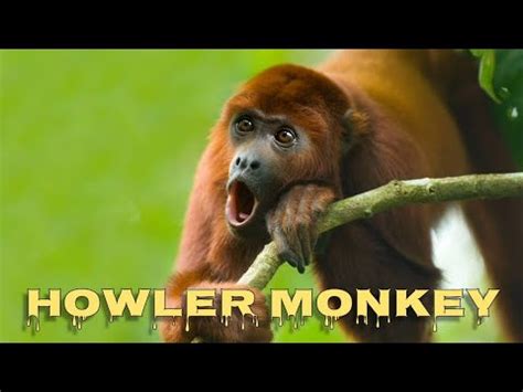 Howler monkey sound - YouTube