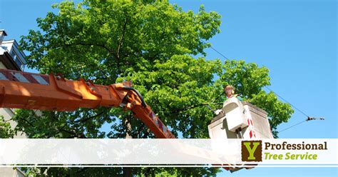Large Tree Root Trimming 的图像结果
