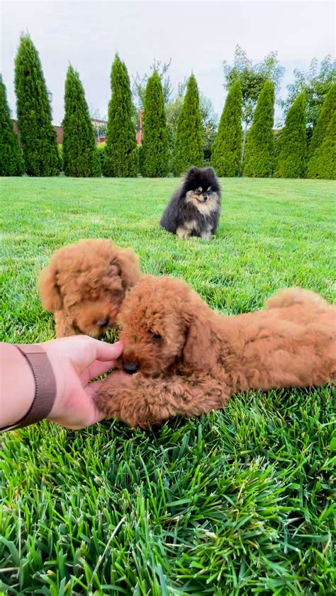 Dogs Playing 的图像结果