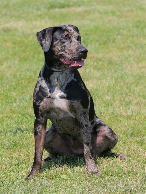 Catahoula Leopard Dog Breed Catahoula Leopard Dog: Dog Breeds | Breed