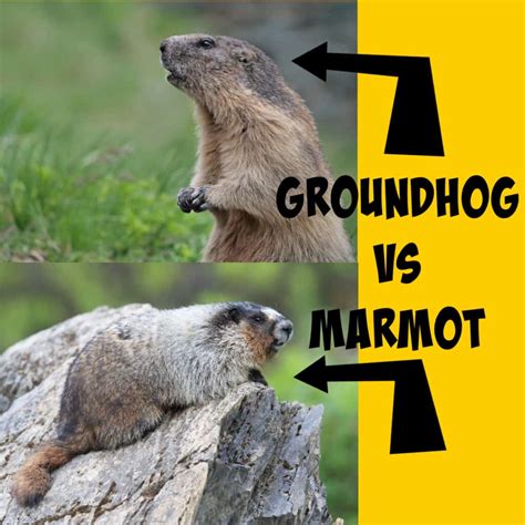 Prairie Dog Vs Groundhog