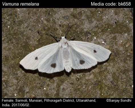Vamuna remelana (Moore, [1866]) - | Moths