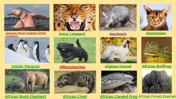 Image result for Animals On Button Moon