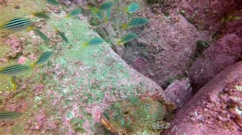 Dive Spear and Sport Northern Beaches (Mona Vale) - 2022 What to Know ...