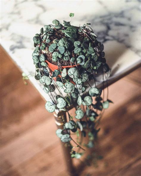 String of Pearls Care Guide (Senecio rowleyanus/ Curio rowleyanus)
