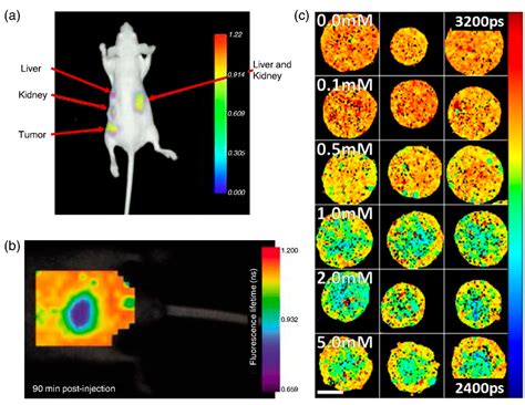 A Review on Data Fusion of Multidimensional Medical and Biomedical Data