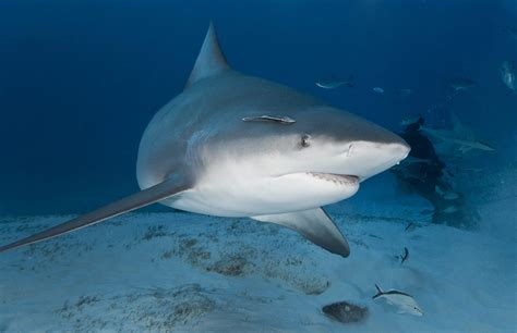 Bull Shark - Oceana