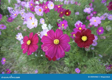 Cosmos flowers stock image. Image of outdoors, ornamental - 49094983