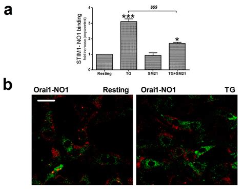 NO1, a New Sigma 2 Receptor/TMEM97 Fluorescent Ligand, Downregulates ...