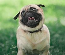 Image result for World's Cutest Pug