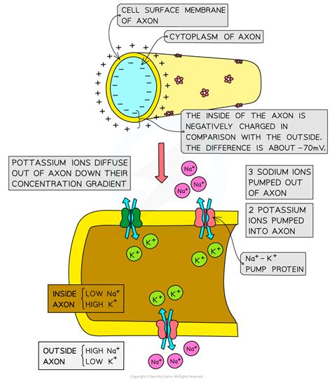 Image result for Resting potential Definition