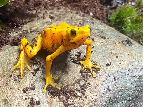 Panamanian Golden Frog Waving