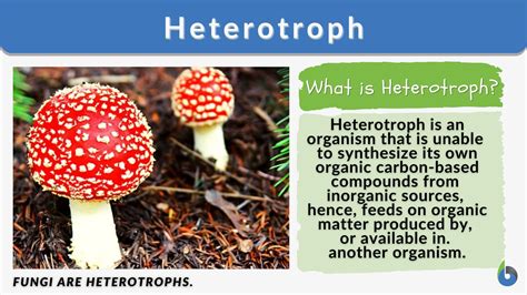 Heterotrophic Plants