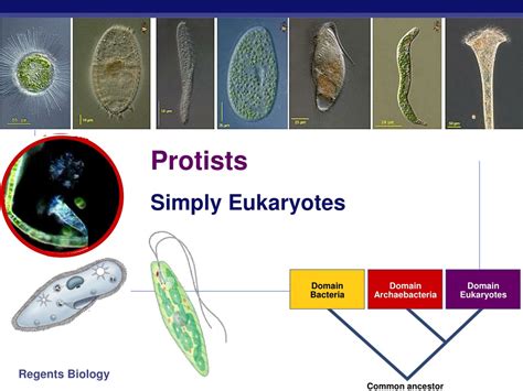 PPT - Protists PowerPoint Presentation, free download - ID:9104545