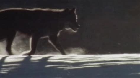 Image result for Wolves in Yellowstone Hunting