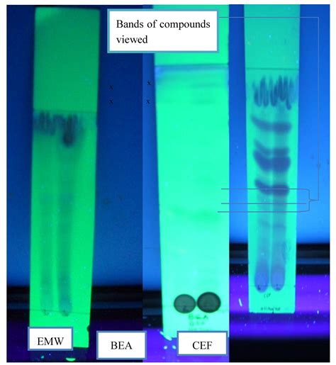 Identification and Antibacterial Evaluation of Bioactive Compounds from ...