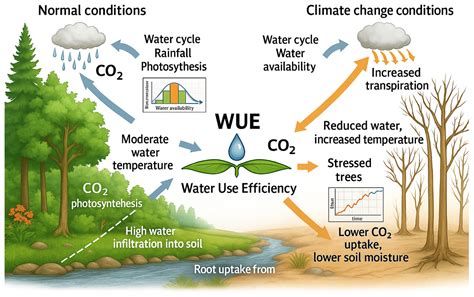 Carbon–Water Coupling in Forest Ecosystems Under Climate Change ...