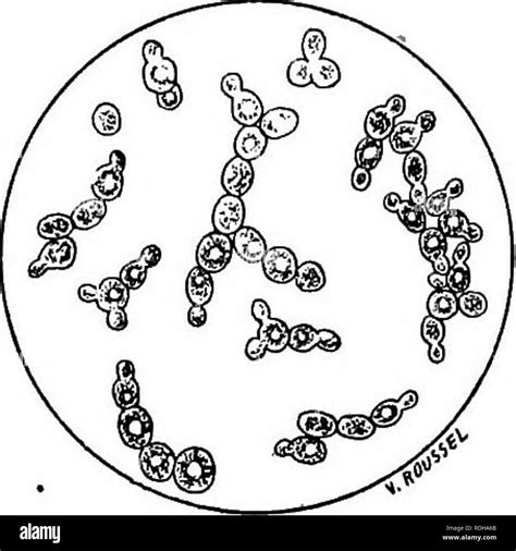 When Was Discovered Yeast
