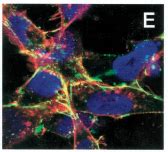 Research | Albert Einstein College of Medicine | Montefiore Einstein