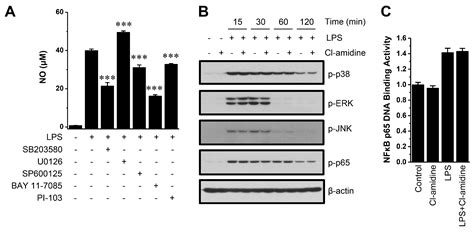 The Peptidylarginine Deiminase Inhibitor Cl-Amidine Suppresses ...