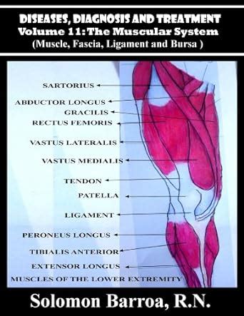 Diseases, Diagnosis and Treatment (The Muscular System Book 11) eBook ...